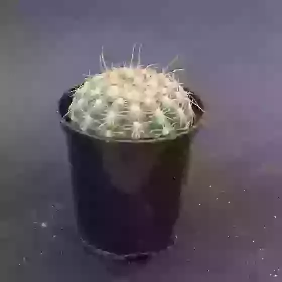 Mammillaria zeilmanniana Cactus